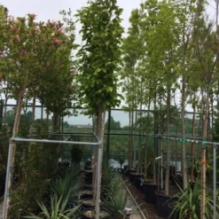 Beverboom (Magnolia Soulangeana Als Boom) -Goedkope Tuin Kunst Winkel magnolia soulangeana boom 10 12cm