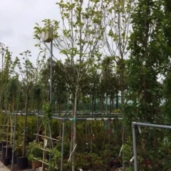 Beverboom (Magnolia Soulangeana Als Boom) -Goedkope Tuin Kunst Winkel magnolia soulangeana boom 14 16cm