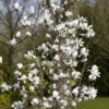 Beverboom (Magnolia Loebneri 'Merrill') -Goedkope Tuin Kunst Winkel magnolia x loebneri merrill01