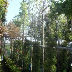 Beverboom (Magnolia 'Yellow River') 9 Beverboom (Magnolia 'Yellow River') -Goedkope Tuin Kunst Winkel magnolia yellow river 10 12 14ho cont