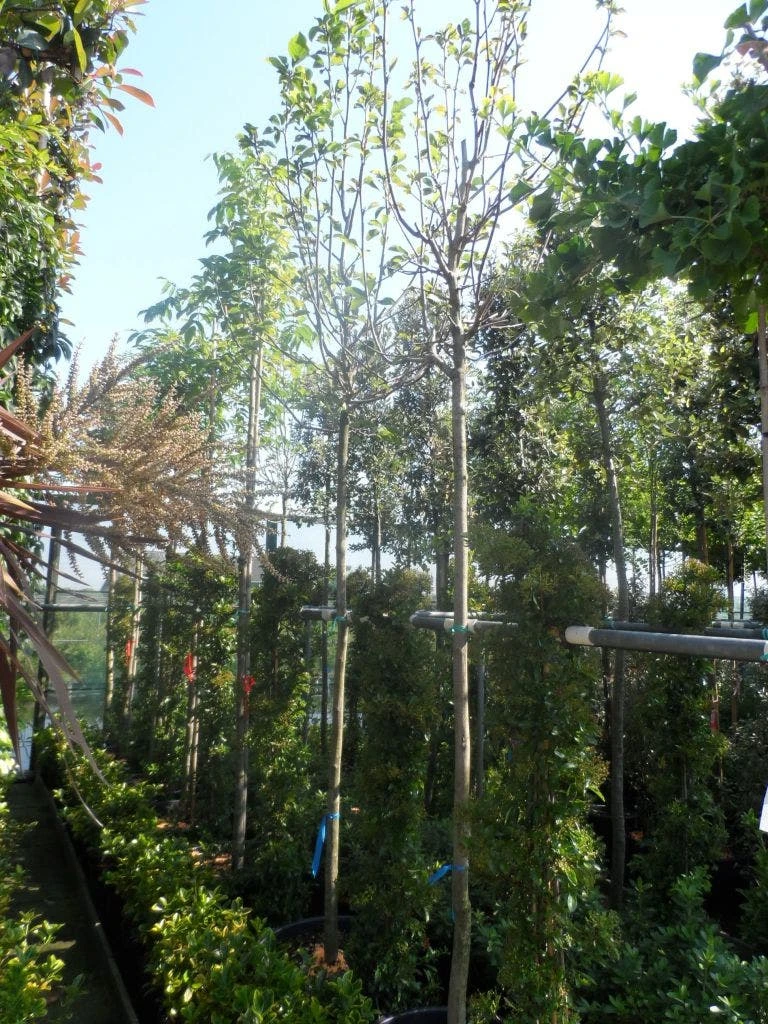 Beverboom (Magnolia 'Yellow River') 6 Beverboom (Magnolia 'Yellow River') - Afbeelding 4