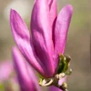 Beverboom Op Stam (Magnolia 'Susan') -Goedkope Tuin Kunst Winkel magnoliasusanbloei 1