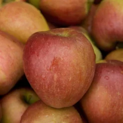 Goedkope Tuin Kunst Winkel -Goedkope Tuin Kunst Winkel malus domestica braeburn02