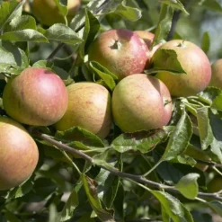 Mini-appel (Malus Domestica 'Mini-Cox') 7 Mini-appel (Malus Domestica 'Mini-Cox') -Goedkope Tuin Kunst Winkel malus domestica cox s orange 2