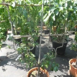 Appelboom (Malus Domestica ) -Goedkope Tuin Kunst Winkel malus domestica eetappel dubbel u leivorm