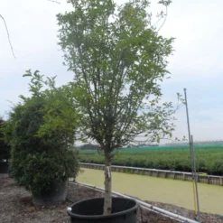 Appelboom (Malus Domestica ) -Goedkope Tuin Kunst Winkel malus domestica eetappel halfstam 30 40 c750