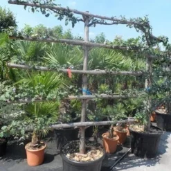 Appelboom (Malus Domestica ) -Goedkope Tuin Kunst Winkel malus domestica eetappel oude leivorm