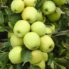 Appelboom (Malus Domestica 'Golden Delicious') -Goedkope Tuin Kunst Winkel malus domestica golden delicious 1 1