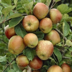 Lei-Appel (Malus Domestica 'Schone Van Boskoop')