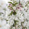 Sierappel Als Leiboom (Malus 'Evereste') -Goedkope Tuin Kunst Winkel malus evereste02 1