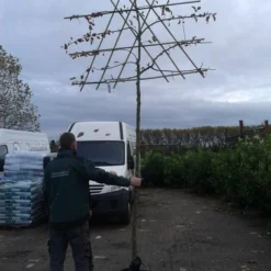 Sierappel Als Leiboom (Malus 'Evereste') 11 Sierappel Als Leiboom (Malus 'Evereste') -Goedkope Tuin Kunst Winkel malus evereste lei