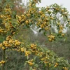 Sierappel (Malus 'Golden Hornet') 1 Sierappel (Malus 'Golden Hornet') -Goedkope Tuin Kunst Winkel malus golden hornet01