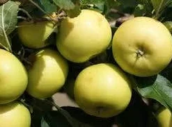 Appelboom (Malus Domestica 'Greensleeves') 7 Appelboom (Malus Domestica 'Greensleeves') -Goedkope Tuin Kunst Winkel malus greensleeves