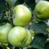 Lei-appel (Malus Domestica 'Grenadier') -Goedkope Tuin Kunst Winkel malus grenadeer 1