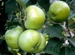 Appelboom (Malus Domestica 'Grenadier')