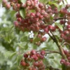 Sierappel (Malus 'John Downie') -Goedkope Tuin Kunst Winkel malus john downie01