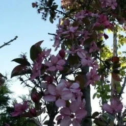 Sierappel (Malus 'Liset') -Goedkope Tuin Kunst Winkel malus liset