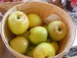 Appelboom (Malus Domestica 'Notarisappel') 5 Appelboom (Malus Domestica 'Notarisappel') -Goedkope Tuin Kunst Winkel malus notarisappel