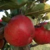 Lei-Appel (Malus Domestica 'Winston') -Goedkope Tuin Kunst Winkel malus winston