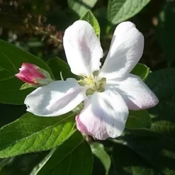Appelboom (Malus Domestica 'Elstar') -Goedkope Tuin Kunst Winkel maluselstarbloesem01 2