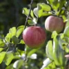 Appelboom (Malus Domestica 'Elstar') -Goedkope Tuin Kunst Winkel maluselstarv01 1