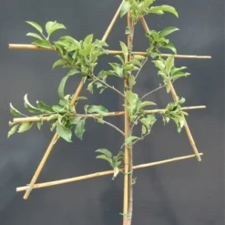 Lei-Appel (Malus Domestica 'Benoni') -Goedkope Tuin Kunst Winkel malusleivorm1 5 1