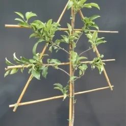 Lei-Appel (Malus Domestica 'Braeburn') -Goedkope Tuin Kunst Winkel malusleivorm1 6