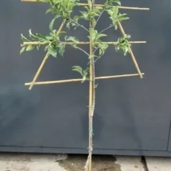 Lei-Appel (Malus Domestica 'Lena')