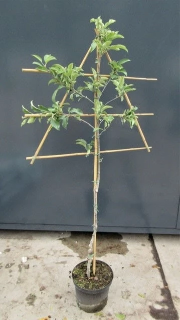 Lei-Appel (Malus Domestica 'Lena') 3 Lei-Appel (Malus Domestica 'Lena')