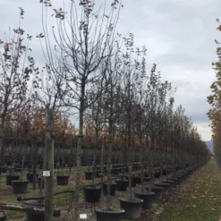 Sierappel (Malus 'Profusion' ) -Goedkope Tuin Kunst Winkel malusprofusionalsboom