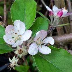 Lei-Appel (Malus Domestica 'Summerred') -Goedkope Tuin Kunst Winkel malussummerredbloesem01 1