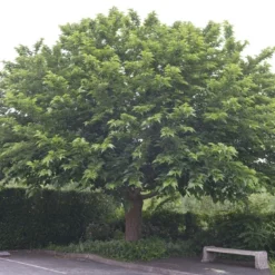 Witte Moerbei (Morus Alba)