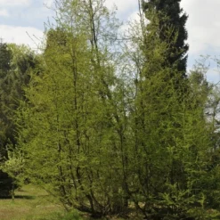 Schijnbeuk (Nothofagus Antarctica)