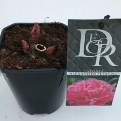 Pioenroos (Paeonia Dr. 'Alexander Fleming') -Goedkope Tuin Kunst Winkel paeonia alexander fleming v1