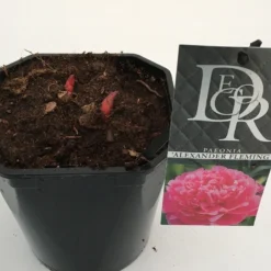 Pioenroos (Paeonia Dr. 'Alexander Fleming') -Goedkope Tuin Kunst Winkel paeonia alexander fleming v2