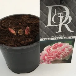 Pioenroos (Paeonia 'Sarah Bernhardt') -Goedkope Tuin Kunst Winkel paeonia sarah berhardt p12