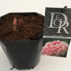 Pioenroos (Paeonia 'Sarah Bernhardt') -Goedkope Tuin Kunst Winkel paeonia sarah berhardt v2