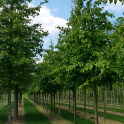 Grote Parrotia (Parrotia Persica) -Goedkope Tuin Kunst Winkel parrotia persica s 18 20