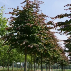 Grote Parrotia (Parrotia Persica) -Goedkope Tuin Kunst Winkel parrotia persica s 25 30
