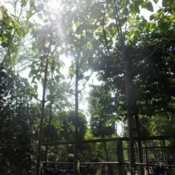 Anna Paulownaboom (Paulownia Tomentosa) 9 Anna Paulownaboom (Paulownia Tomentosa) -Goedkope Tuin Kunst Winkel paulownia tomentosa 20 25 30ho c200