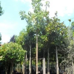 Anna Paulownaboom (Paulownia Tomentosa) 10 Anna Paulownaboom (Paulownia Tomentosa) -Goedkope Tuin Kunst Winkel paulownia tomentosa 35 40ho c350