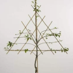 Lei-Peer (Pyrus Communis 'Bonne Louise D'Avranches') -Goedkope Tuin Kunst Winkel peer leirek 2 1