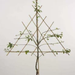 Lei-Peer (Pyrus Communis 'Williams') -Goedkope Tuin Kunst Winkel peer leirek 2 8