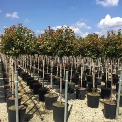 Glansmispel Op Stam (Photinia Fraseri 'Red Robin') 34 Glansmispel Op Stam (Photinia Fraseri 'Red Robin') -Goedkope Tuin Kunst Winkel photinia 120 140cm stam