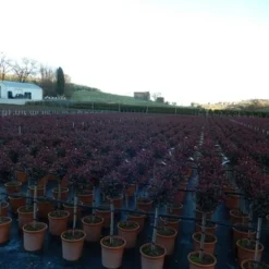 Glansmispel Op Stam (Photinia Fraseri 'Carré Rouge') -Goedkope Tuin Kunst Winkel photinia carre rouge