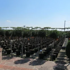 Glansmispel Op Stam (Photinia Fraseri 'Little Red Robin') 9 Glansmispel Op Stam (Photinia Fraseri 'Little Red Robin') -Goedkope Tuin Kunst Winkel photinia fraseri little red robin halfstam