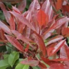 Glansmispel Op Stam (Photinia Fraseri 'Red Robin')
