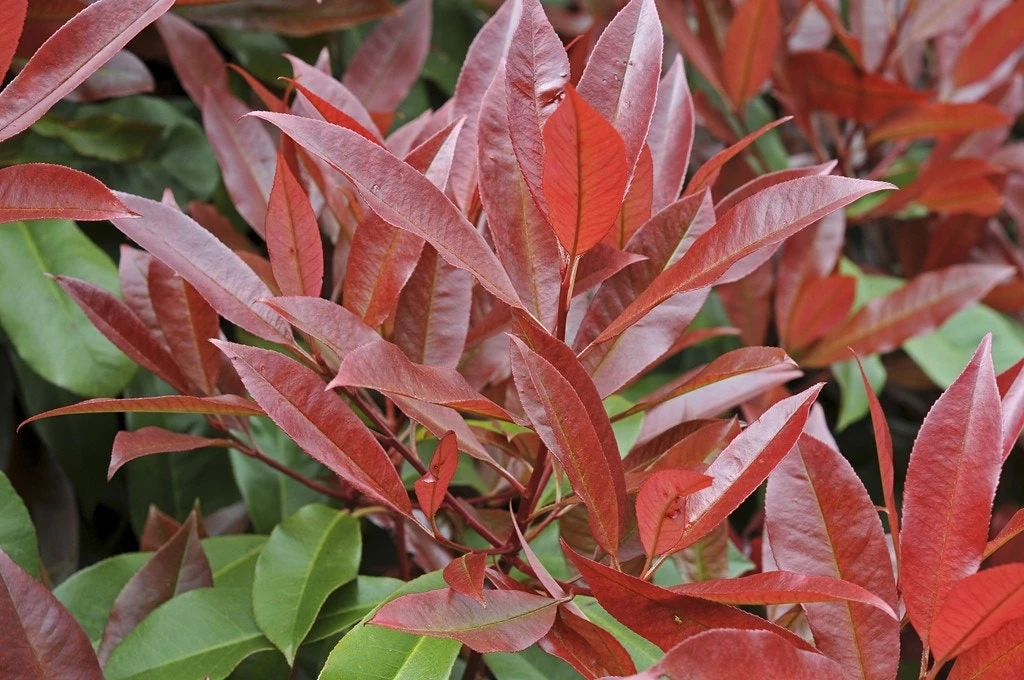 Glansmispel Op Stam (Photinia Fraseri 'Red Robin') 3 Glansmispel Op Stam (Photinia Fraseri 'Red Robin')