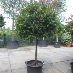 Glansmispel Op Stam (Photinia Fraseri 'Red Robin') 27 Glansmispel Op Stam (Photinia Fraseri 'Red Robin') -Goedkope Tuin Kunst Winkel photinia fraseri red robin 100stam c160 solitair