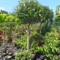 Glansmispel Op Stam (Photinia Fraseri 'Red Robin') 28 Glansmispel Op Stam (Photinia Fraseri 'Red Robin') -Goedkope Tuin Kunst Winkel photinia fraseri red robin 120stam c50 extra